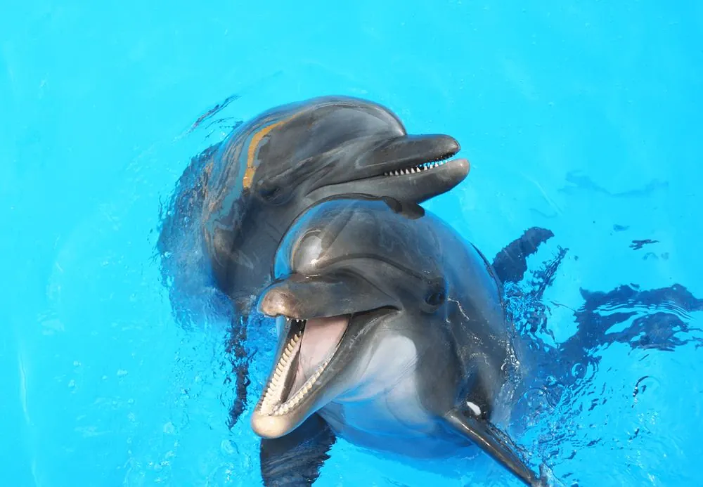 Two dolphins at the Cancún Aquarium