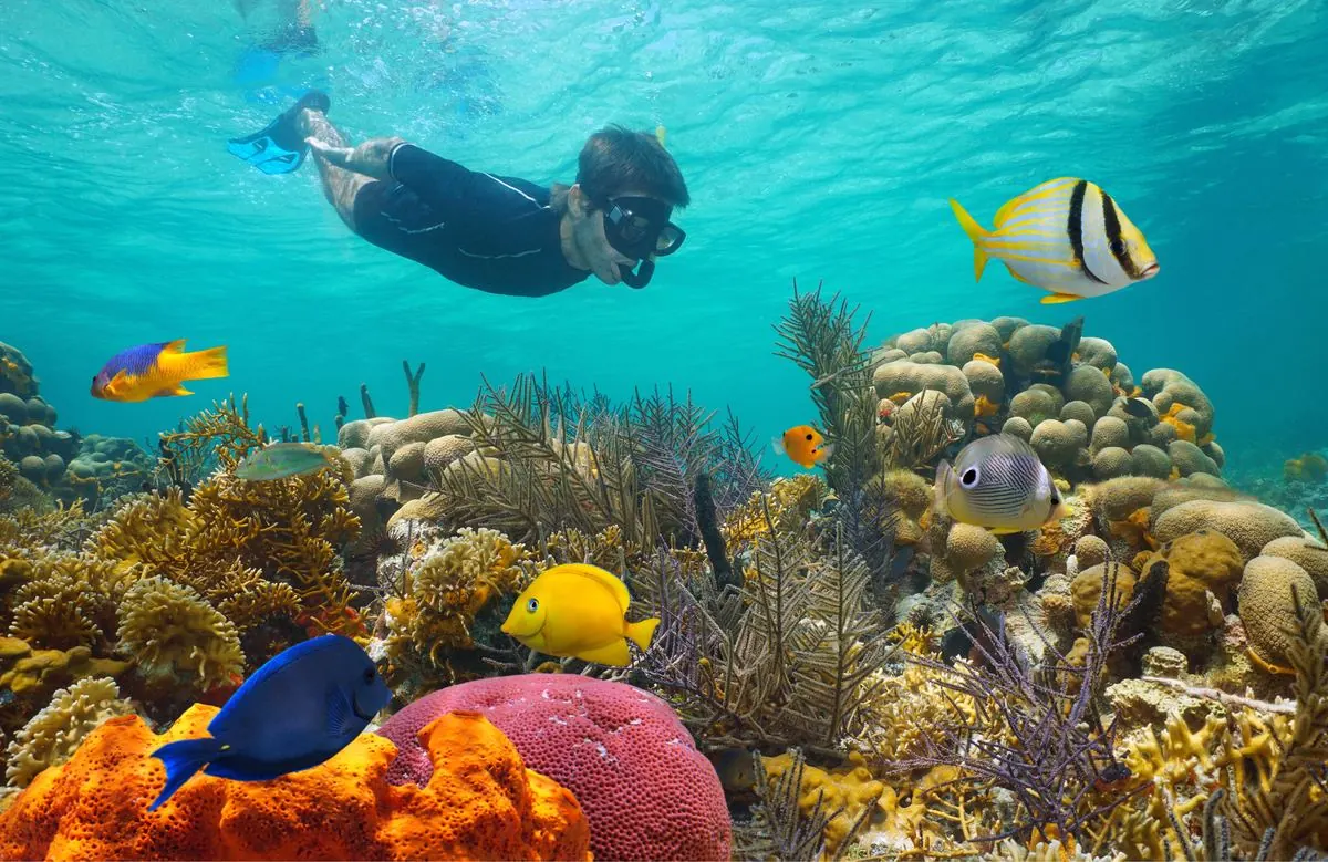 Snorkeler over coral